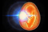 foetus.jpg