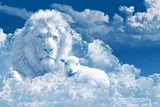 lion-agneau350x235.jpg
