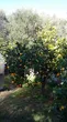 orange-tree-from-a-distance-dec-2022-rotated.jpg