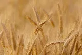 reap350x235.jpg